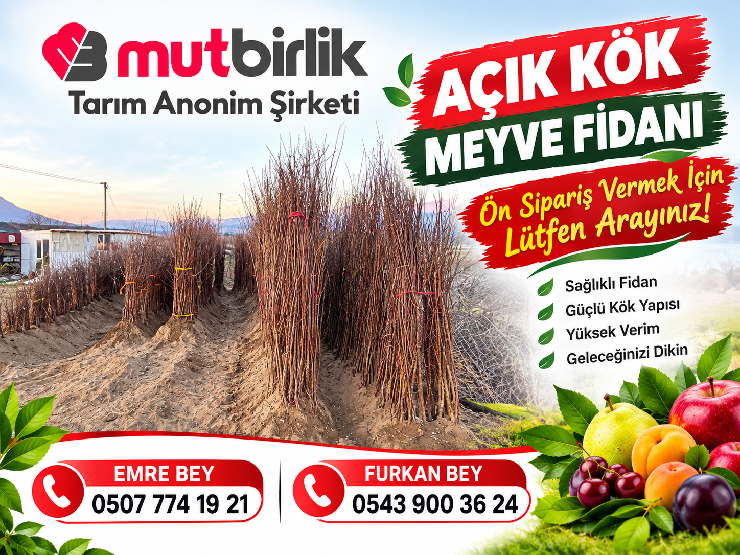 AÇIK KÖK MEYVE FİDANI SİPARİŞ